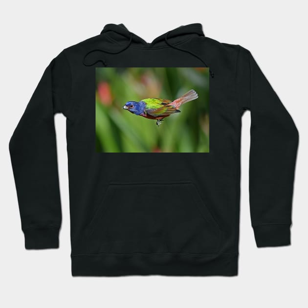 Painted Bunting Bird in Flight Hoodie by candiscamera